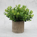 Plastic Bonsai Plant - Decoration | Multiple Colors