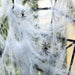 Halloween Decoration | Spider Webs